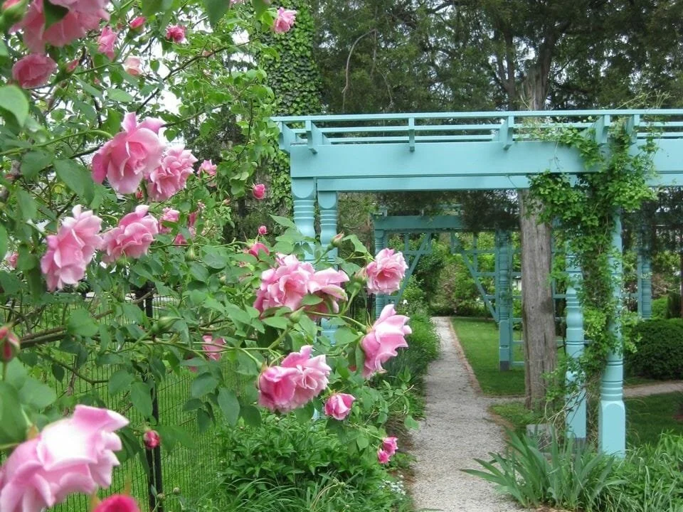 Pink roses beside the turquoise pergola and garden path at the Anne Spencer House in Lynchburg
